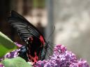 Красно-черная бабочка Papilio Rumanzovia. Завтрак на цветке сирени. 
Размер: 700x525. 
Размер файла: 393.28 КБ