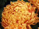 Шаровидные цветки хризантемы Су-Линг. 
Размер: 700x950. 
Размер файла: 745.32 КБ