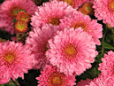 Розовые цветы хризантемы Доктор Кёрц (Doctor Kurtz). 
Размер: 700x815. 
Размер файла: 627.72 КБ