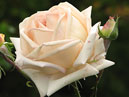 Белая роза с двумя бутонами. 
Размер: 700x543. 
Размер файла: 315.92 КБ