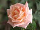Бледно-розовая осенняя роза. 
Размер: 700x562. 
Размер файла: 407.88 КБ