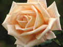 Кремовая роза из Никитского сада. 
Размер: 700x814. 
Размер файла: 562.23 КБ