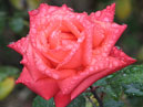 Роза Аве Мария (Ave Maria) в капельках дождя. 
Размер: 700x824. 
Размер файла: 642.45 КБ