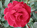 Полуплетистая роза Фонтейн (Fontaine). 
Размер: 700x562. 
Размер файла: 426.23 КБ