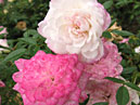 Белый и розовый цветки розы Синдерелла (Cinderella). 
Размер: 700x857. 
Размер файла: 603.53 КБ