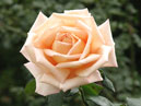 Осенняя роза кремового цвета. 
Размер: 700x831. 
Размер файла: 546.17 КБ