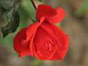 Полуплетистая роза Кордес Бриллиант (Kordes Brilliant). 
Размер: 700x549. 
Размер файла: 333.45 КБ