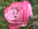 Сиреневая роза Парадиз (Paradise) с алой каймой на лепестках. 
Размер: 700x862. 
Размер файла: 576.12 КБ