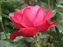 Чайно-гибридная роза Червонная Дама (Dame de Coeur). 
Размер: 700x870. 
Размер файла: 570.31 КБ