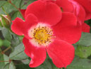 Красная роза с белым глазком. Сорт Черри Мейдиланд (Cherry Meidiland). 
Размер: 700x829. 
Размер файла: 546.54 КБ