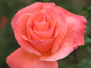 Оранжево-розовая роза Лезгинка. 
Размер: 700x879. 
Размер файла: 522.61 КБ