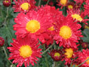 Мелкоцветковые хризантемы Аллегро (Allegro). 
Размер: 700x623. 
Размер файла: 582.16 КБ