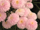 Розовые цветы хризантемы Славяночка. 
Размер: 700x564. 
Размер файла: 451.77 КБ