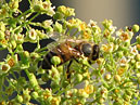 Пчела, собирающая нектар с соцветия. 
Размер: 700x532. 
Размер файла: 406.18 КБ