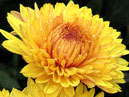 Два цветка жёлтой хризантемы Lorna Doone Salmonicolor. 
Размер: 700x944. 
Размер файла: 794.32 КБ