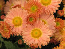 Расцветающие хризантемы Арт Деко. 
Размер: 700x925. 
Размер файла: 648.09 КБ