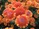 Маленькие оранжевые хризантемы Николина. 
Размер: 700x528. 
Размер файла: 457.90 КБ