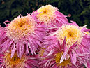 Розовые хризантемы Ami Paulett с пушистыми серединками. 
Размер: 700x525. 
Размер файла: 576.76 КБ