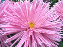 Розовая хризантема Чародейка крупным планом. 
Размер: 700x525. 
Размер файла: 488.90 КБ