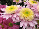 Розовые мелкоцветковые хризантемы Ipswich. 
Размер: 700x525. 
Размер файла: 436.64 КБ