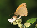 Бабочка Воловий Глаз (Maniola jurtina) кормится на цветке ежевики. 
Размер: 700x534. 
Размер файла: 314.72 КБ