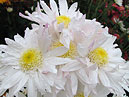 Белые хризантемы Грейсленд (Graceland). 
Размер: 700x519. 
Размер файла: 408.46 КБ