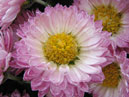 Мелкоцветковая хризантема Цветик-Семицветик. 
Размер: 700x525. 
Размер файла: 455.38 КБ