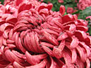 Кучерявый цветок хризантемы Demurral Red. 
Размер: 700x548. 
Размер файла: 494.27 КБ