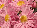 Летающее насекомое над розовыми хризантемами. 
Размер: 699x502. 
Размер файла: 378.04 КБ