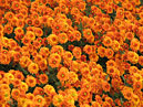 Оранжевые хризантемы Никитская Юбилейная. 
Размер: 700x525. 
Размер файла: 631.74 КБ