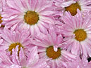 Розовые хризантемы после дождя. 
Размер: 700x933. 
Размер файла: 815.98 КБ