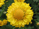 Ярко-жёлтая мелкоцветковая хризантема. 
Размер: 700x557. 
Размер файла: 462.55 КБ