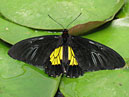 Чёрно-жёлтая бабочка на листях водяной лилии. 
Размер: 700x528. 
Размер файла: 423.15 КБ