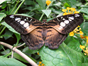Чёрная бабочка с песочно-белыми пятнами на крыльях. 
Размер: 700x541. 
Размер файла: 403.36 КБ