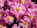 Цветочная композиция из розовых бордюрных хризантем Гебе (Hebe). 
Размер: 700x394. 
Размер файла: 400.33 КБ