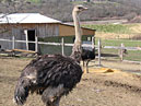 Чёрный страус-самец. 
Размер: 700x920. 
Размер файла: 884.93 КБ