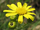 Ярко-жёлтый ромашковидный цветок с бутоном. 
Размер: 700x850. 
Размер файла: 498.46 КБ