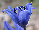 Хрупкие синие цветы пролески. 
Размер: 700x873. 
Размер файла: 569.97 КБ