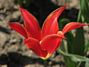 Красный лилейный тюльпан Аладдин (Aladdin). 
Размер: 700x525. 
Размер файла: 312.12 КБ