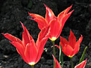 Цветущие красные тюльпаны Аладдин (Aladdin). 
Размер: 700x888. 
Размер файла: 562.24 КБ