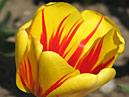 Красно-жёлтый тюльпан Флейминг Голд (Flaming Gold). 
Размер: 700x933. 
Размер файла: 530.07 КБ