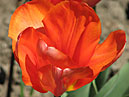 Оранжевый тюльпан Май Леди (My Lady). 
Размер: 700x632. 
Размер файла: 390.95 КБ