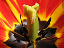 В цветке тюльпана Олимпик Флейм (Olimpic Flame). 
Размер: 700x933. 
Размер файла: 530.31 КБ