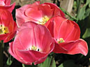 Тюльпаны Хадли (Hadley) розовые с белым донцем. 
Размер: 700x532. 
Размер файла: 347.74 КБ