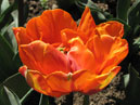 Пионовидный тюльпан Оранж Принцесс (Orange Princess). 
Размер: 700x544. 
Размер файла: 397.71 КБ