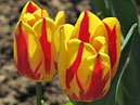 Два жёлто-красных тюльпана Колор Спектакл (Colour Spectacle). 
Размер: 700x921. 
Размер файла: 607.83 КБ