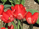 Красный мультицветковый тюльпан Роман-Кош. 
Размер: 700x583. 
Размер файла: 377.51 КБ