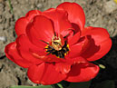 Цветок тюльпана Апельдорнс Фаворит (Apeldoorn