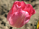 Нежно-розовый тюльпан Гандерс Рапсоди (Gander