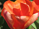 Оранжевый тюльпан Май Леди (My Lady). 
Размер: 700x894. 
Размер файла: 499.35 КБ